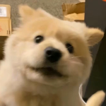 txjhj